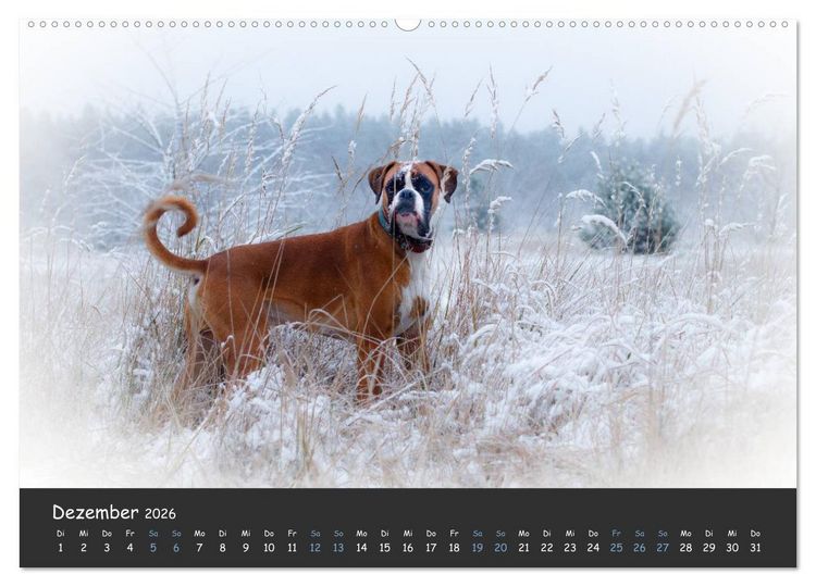 Produktbild: Wenn ich gro&szlig; bin werd' ich Boxer (hochwertiger Premium Wandkalender 2026 DIN A2 quer), Kunstdruck in Hochglanz