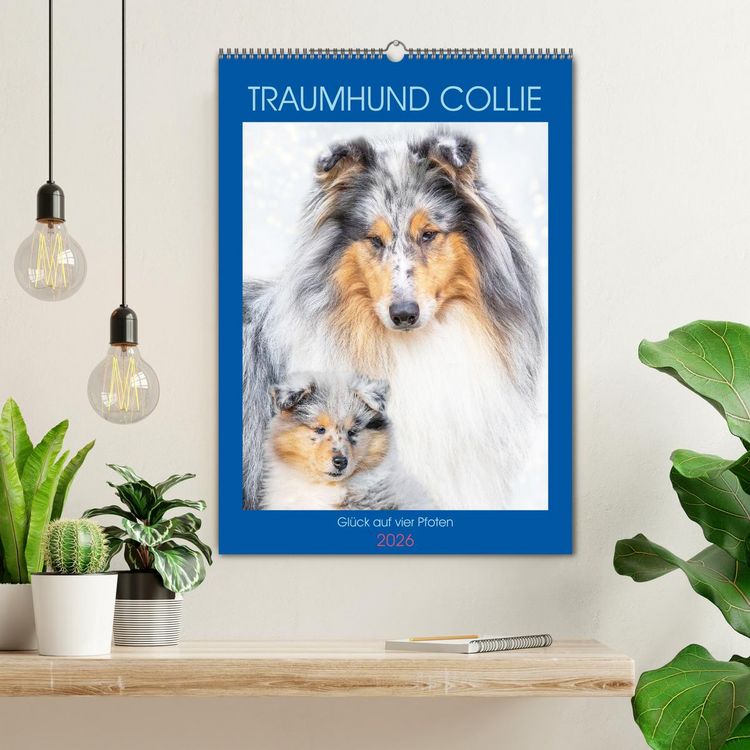 Produktbild: Traumhund Collie - Gl&uuml;ck auf vier Pfoten (Wandkalender 2026 DIN A2 hoch), CALVENDO Monatskalender