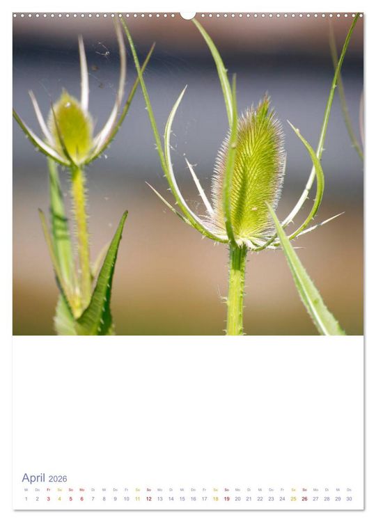 Produktbild: Sch&ouml;ne Wegwarten. Heimische Heilpflanzen am Wegesrand (Wandkalender 2026 DIN A2 hoch), CALVENDO Monatskalender