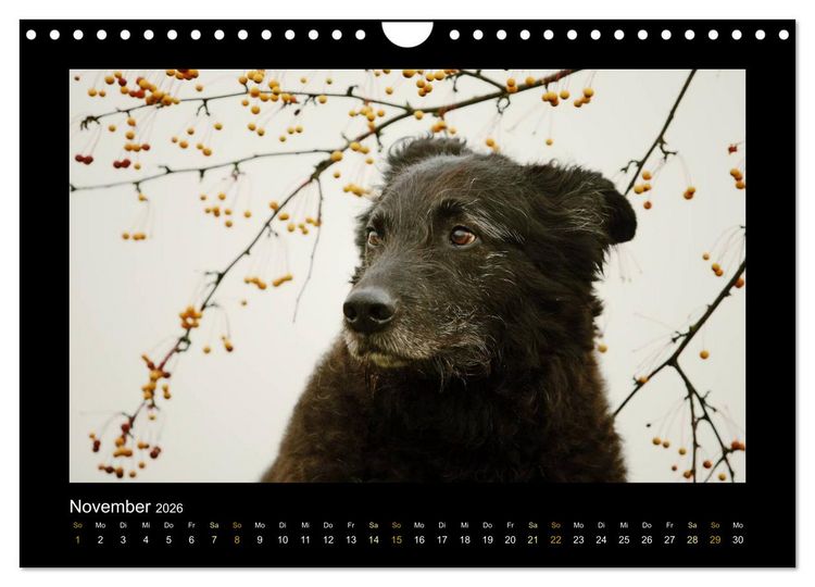 Produktbild: MIXlinge (Wandkalender 2026 DIN A4 quer), CALVENDO Monatskalender