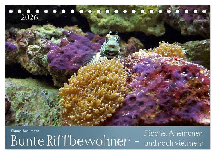 Produktbild: Bunte Riffbewohner - Fische, Anemonen und noch viel mehr (Tischkalender 2026 DIN A5 quer), CALVENDO Monatskalender