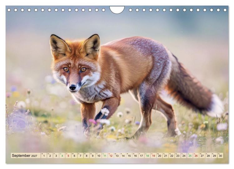 Produktbild: F&uuml;chse in Pastellfarben (Wandkalender 2027 DIN A4 quer), CALVENDO Monatskalender