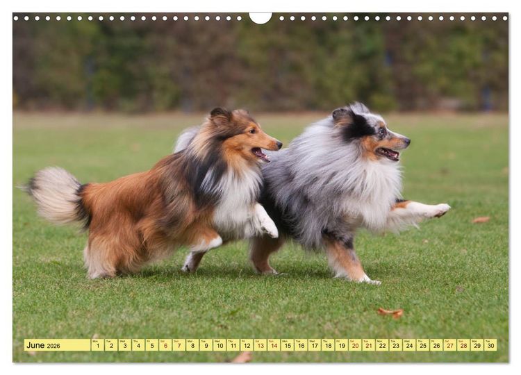 Produktbild: Shetland Sheepdogs - Sweet little charmers (Wall Calendar 2026 DIN A3 landscape), CALVENDO 12 Month Wall Calendar