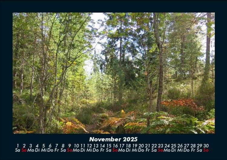 Produktbild: B&auml;ume 2025 Fotokalender DIN A5