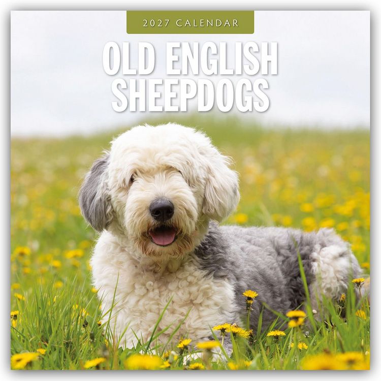 Produktbild: Old English Sheepdogs &ndash; Bobtail 2027 &ndash; 16-Monatskalender