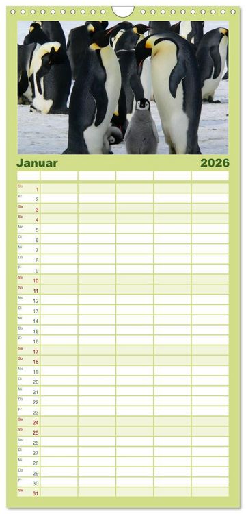 Produktbild: Familienplaner 2026 - Pinguine - Watscheln im festlichen Kleid mit 5 Spalten (Wandkalender, 21 x 45 cm) CALVENDO