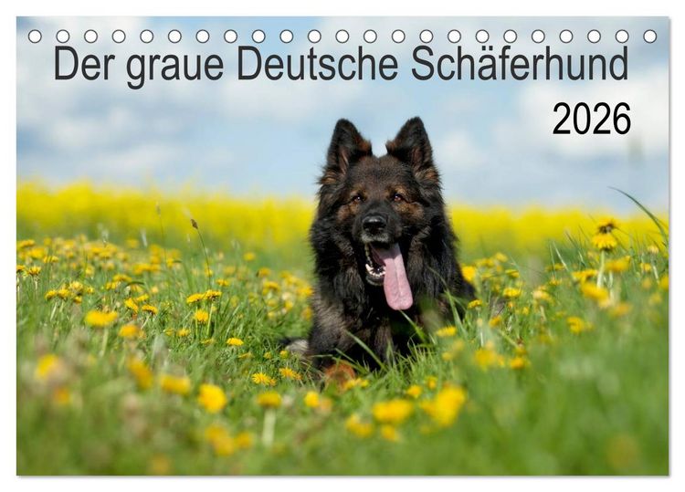 Produktbild: Der graue Deutsche Sch&auml;ferhund (Tischkalender 2026 DIN A5 quer), CALVENDO Monatskalender