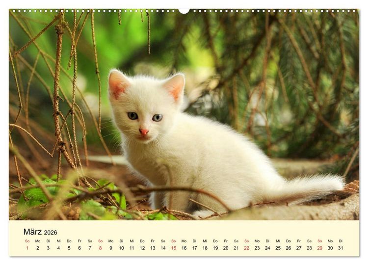 Produktbild: Putzige Katzenkinder. Drollige K&auml;tzchen entdecken die Welt! (hochwertiger Premium Wandkalender 2026 DIN A2 quer), Kunstdruck in Hochglanz