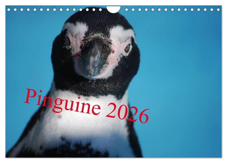 Produktbild: Pinguine 2026 (Wandkalender 2026 DIN A4 quer), CALVENDO Monatskalender