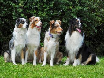 Produktbild: CALVENDO Puzzle Ein Motiv aus dem Kalender Bekannt wie ein bunter Hund. Australian Shepherd - Familienplaner hoch | 1000 Teile Lege-Gr&ouml;&szlig;e 64x48cm Foto