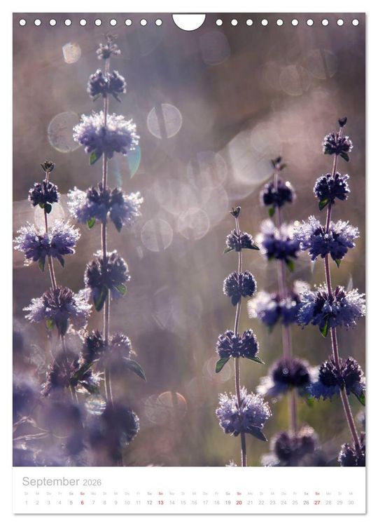 Produktbild: Wiesenblumen (Wandkalender 2026 DIN A4 hoch), CALVENDO Monatskalender