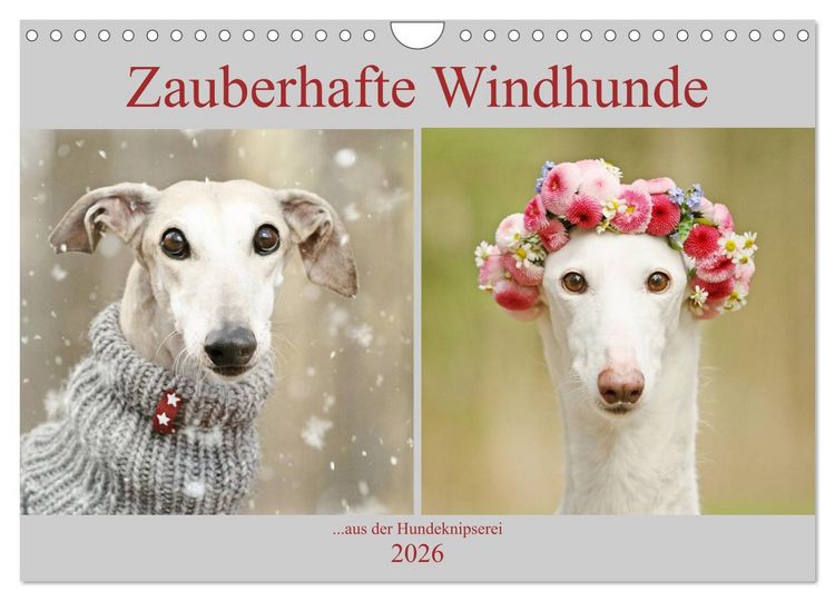 Produktbild: Zauberhafte Windhunde (Wandkalender 2026 DIN A4 quer), CALVENDO Monatskalender