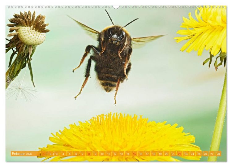 Produktbild: Sechs Beine in der Luft - Wildbienen im Flug (hochwertiger Premium Wandkalender 2026 DIN A2 quer), Kunstdruck in Hochglanz