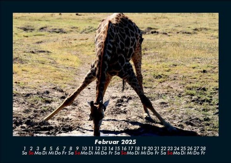 Produktbild: Giraffen 2025 Fotokalender DIN A5