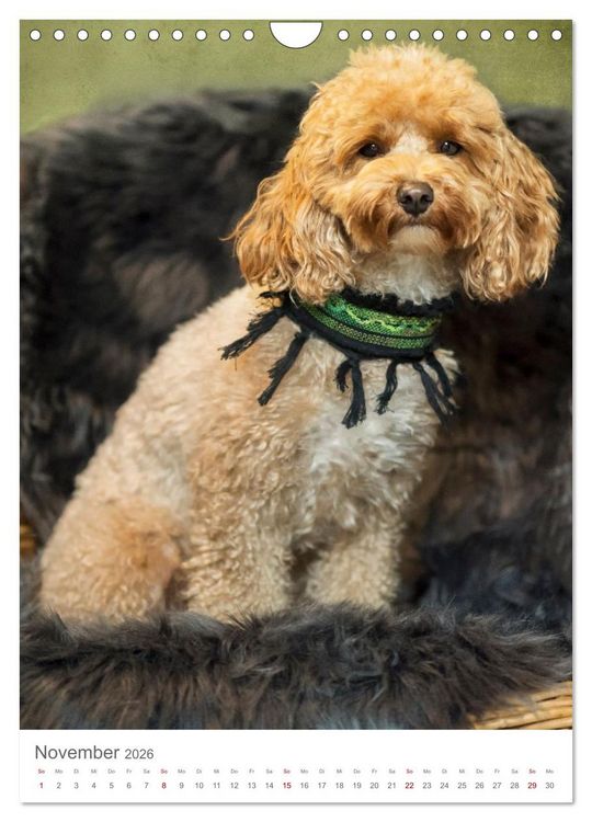 Produktbild: Maltipoo - Malteser - Pudel 2026 (Wandkalender 2026 DIN A4 hoch), CALVENDO Monatskalender