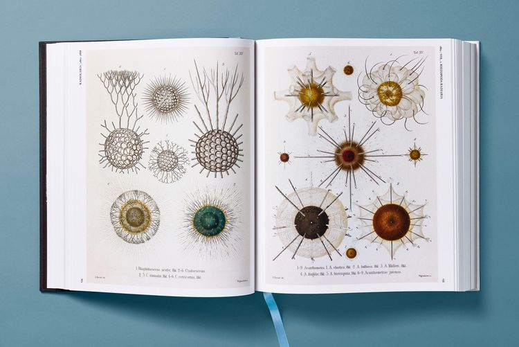 Produktbild: The Art and Science of Ernst Haeckel