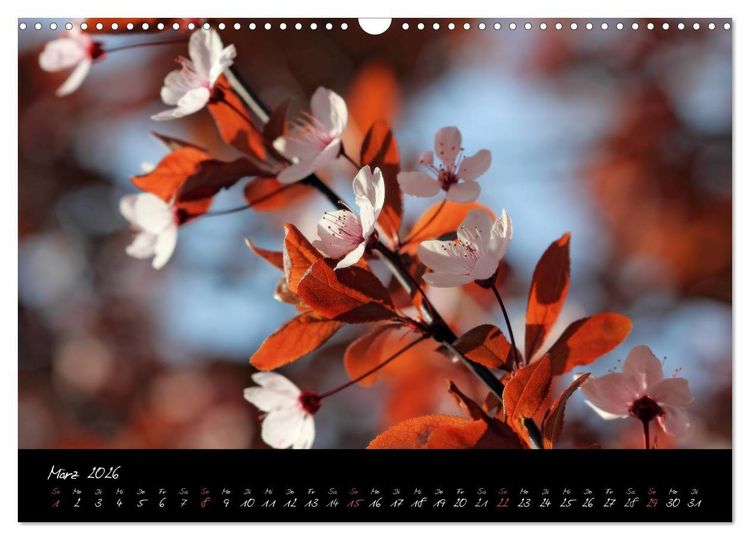 Produktbild: Zeit der Natur - Ein Augenblick zur Ewigkeit (Wandkalender 2026 DIN A3 quer), CALVENDO Monatskalender