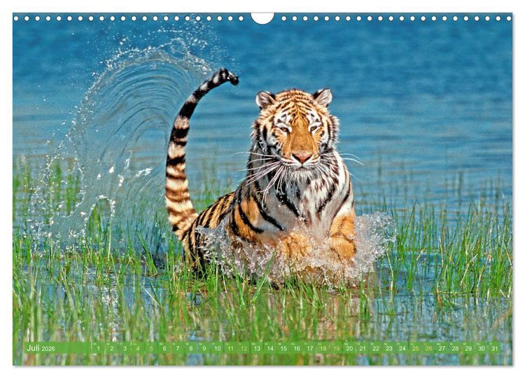 Produktbild: Tiger: Gestreifte J&auml;ger (Wandkalender 2026 DIN A3 quer), CALVENDO Monatskalender