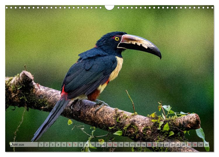 Produktbild: Phantastische Vogelwelt Costa Rica (Wandkalender 2026 DIN A3 quer), CALVENDO Monatskalender