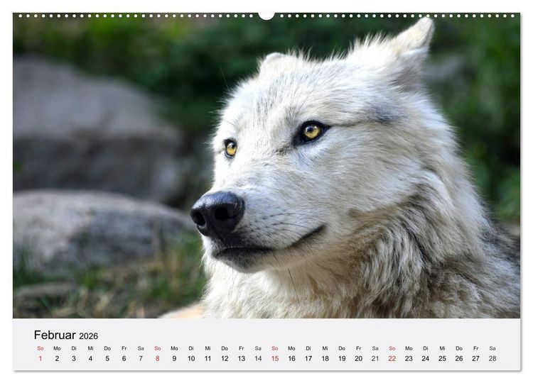 Produktbild: W&ouml;lfe. Ein Herz f&uuml;r Isegrim! (Wandkalender 2026 DIN A2 quer), CALVENDO Monatskalender