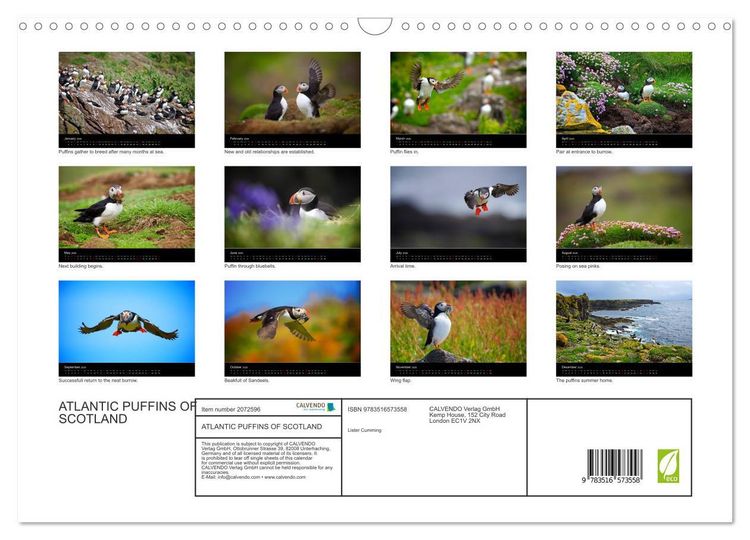 Produktbild: ATLANTIC PUFFINS OF SCOTLAND (Wall Calendar 2026 DIN A3 landscape), CALVENDO 12 Month Wall Calendar