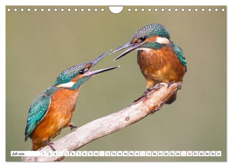 Produktbild: Faszination Eisvogel (Wandkalender 2026 DIN A4 quer), CALVENDO Monatskalender