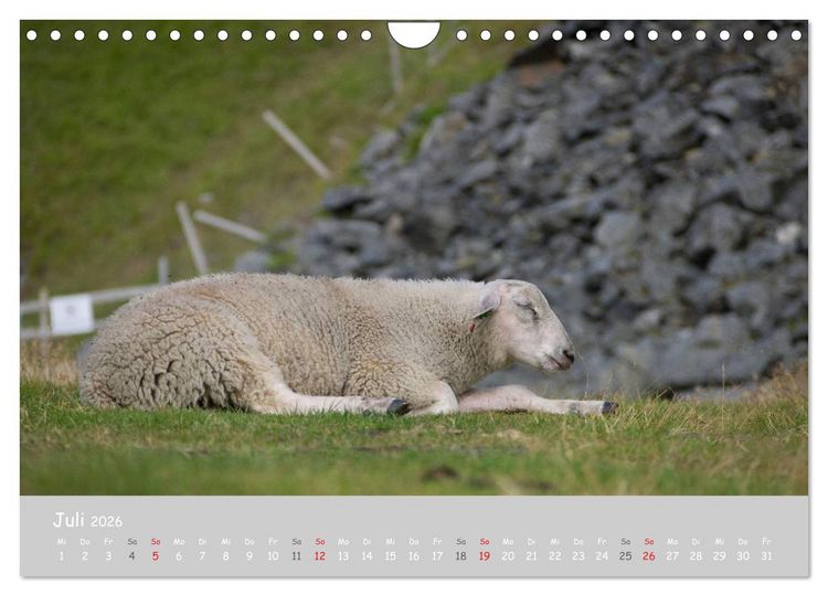Produktbild: Ganz sch&ouml;n Schaf (Wandkalender 2026 DIN A4 quer), CALVENDO Monatskalender