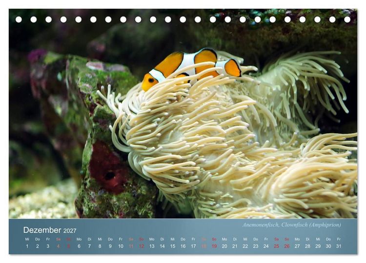 Produktbild: Bunte Riffbewohner - Fische, Anemonen und noch viel mehr (Tischkalender 2027 DIN A5 quer), CALVENDO Monatskalender