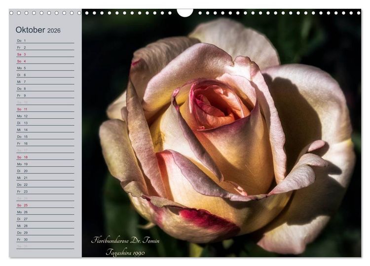 Produktbild: Kurf&uuml;rstliche Rosen Eltville am Rhein (Wandkalender 2026 DIN A3 quer), CALVENDO Monatskalender