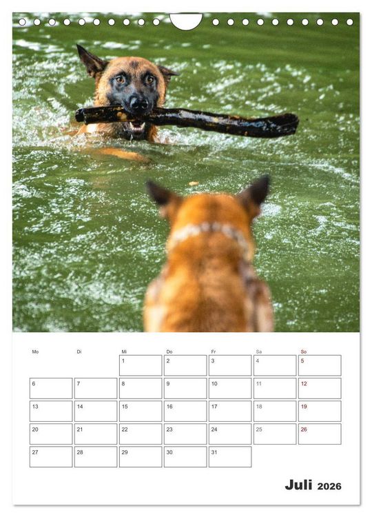 Produktbild: Malinois Power auf vier Pfoten (Wandkalender 2026 DIN A4 hoch), CALVENDO Monatskalender