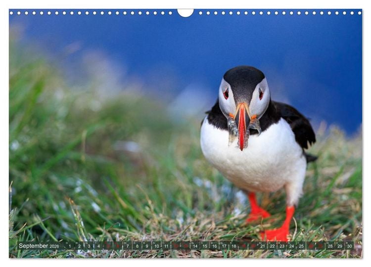 Produktbild: Puffins - Papageientaucher auf Island (Wandkalender 2026 DIN A3 quer), CALVENDO Monatskalender