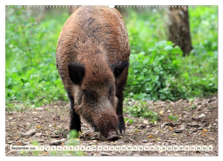 Produktbild: Wildschweine - Tiere aus unseren W&auml;ldern (hochwertiger Premium Wandkalender 2026 DIN A2 quer), Kunstdruck in Hochglanz