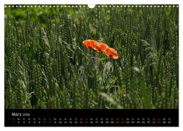 Produktbild: Just Mohn (Wandkalender 2026 DIN A3 quer), CALVENDO Monatskalender