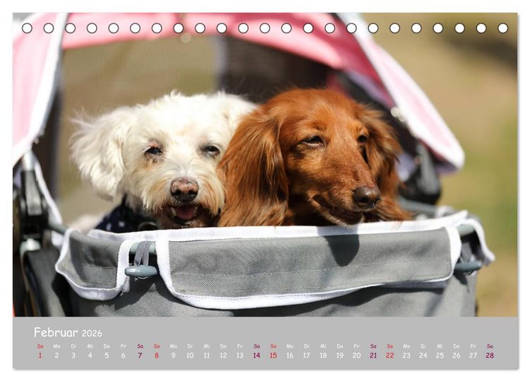 Produktbild: Dein Hund der treue Begleiter (Tischkalender 2026 DIN A5 quer), CALVENDO Monatskalender