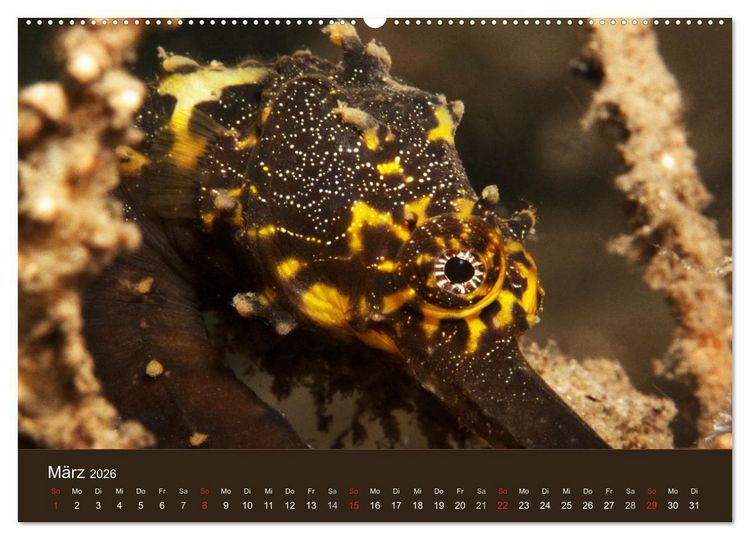Produktbild: Meerestiere unter der Lupe - Unterwasserkalender (hochwertiger Premium Wandkalender 2026 DIN A2 quer), Kunstdruck in Hochglanz
