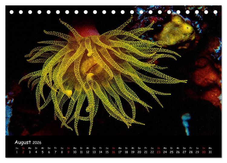 Produktbild: Die Welt unter Wasser (Tischkalender 2026 DIN A5 quer), CALVENDO Monatskalender