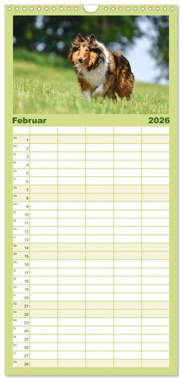 Produktbild: Familienplaner 2026 - Collies - charmante Herzensbrecher mit 5 Spalten (Wandkalender, 21 x 45 cm) CALVENDO