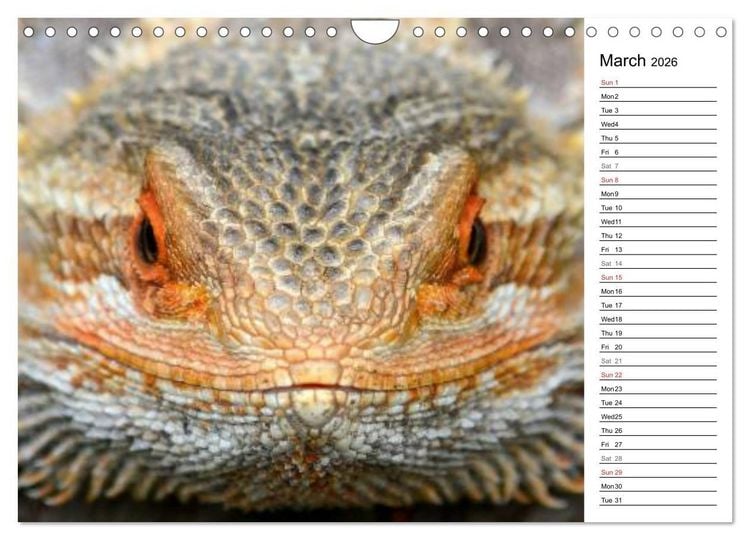 Produktbild: Close to Australian Bearded Dragons (Wall Calendar 2026 DIN A4 landscape), CALVENDO 12 Month Wall Calendar