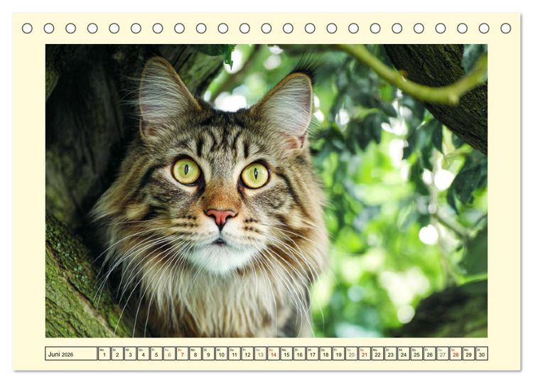 Produktbild: Main-Coon-Katzen. Die imposanten Waldkatzen im Garten (Tischkalender 2026 DIN A5 quer), CALVENDO Monatskalender