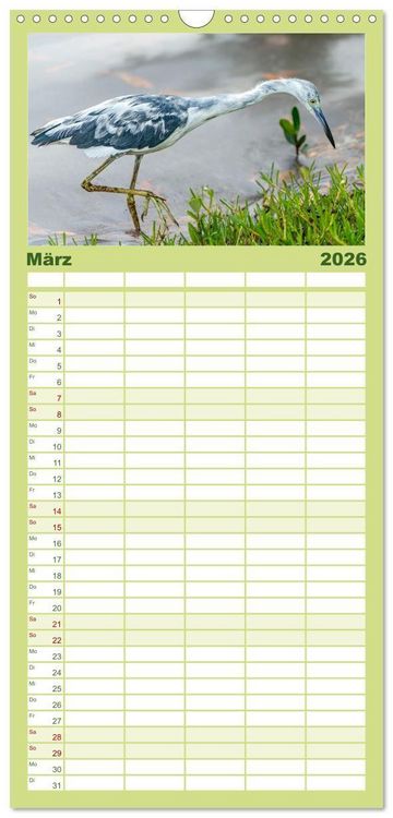 Produktbild: Familienplaner 2026 - Blaureiher und Dreifarbenreiher mit 5 Spalten (Wandkalender, 21 x 45 cm) CALVENDO