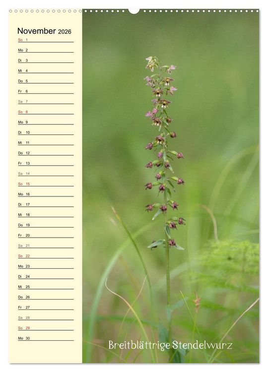 Produktbild: Wildwachsende Orchideen in Bayern (Wandkalender 2026 DIN A2 hoch), CALVENDO Monatskalender