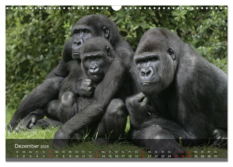 Produktbild: Gorillas. Friedliebende Kraftpakete (Wandkalender 2026 DIN A3 quer), CALVENDO Monatskalender