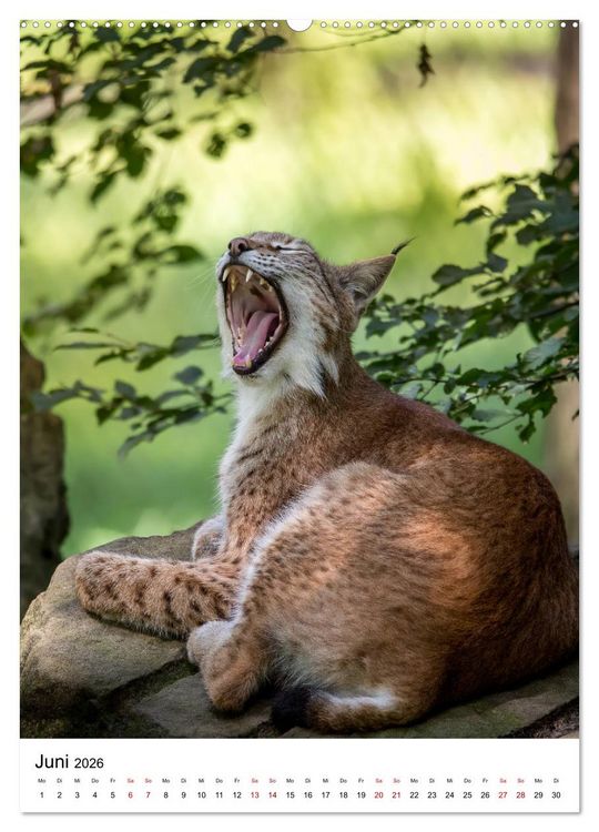 Produktbild: Der eurasische Luchs (hochwertiger Premium Wandkalender 2026 DIN A2 hoch), Kunstdruck in Hochglanz