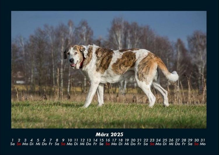 Produktbild: Hundezauber 2025 Fotokalender DIN A4