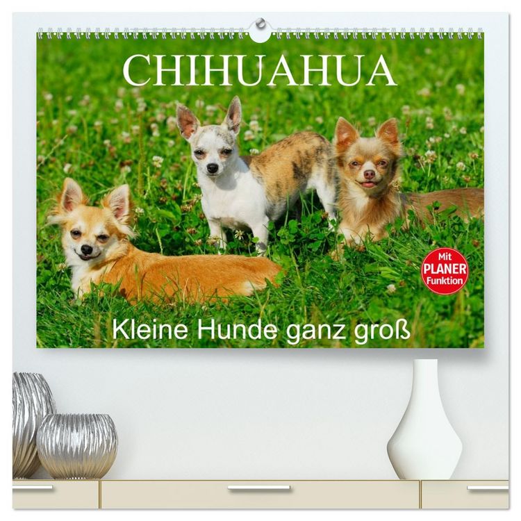 Produktbild: Chihuahua - Kleine Hunde ganz gro&szlig; (hochwertiger Premium Wandkalender 2026 DIN A2 quer), Kunstdruck in Hochglanz