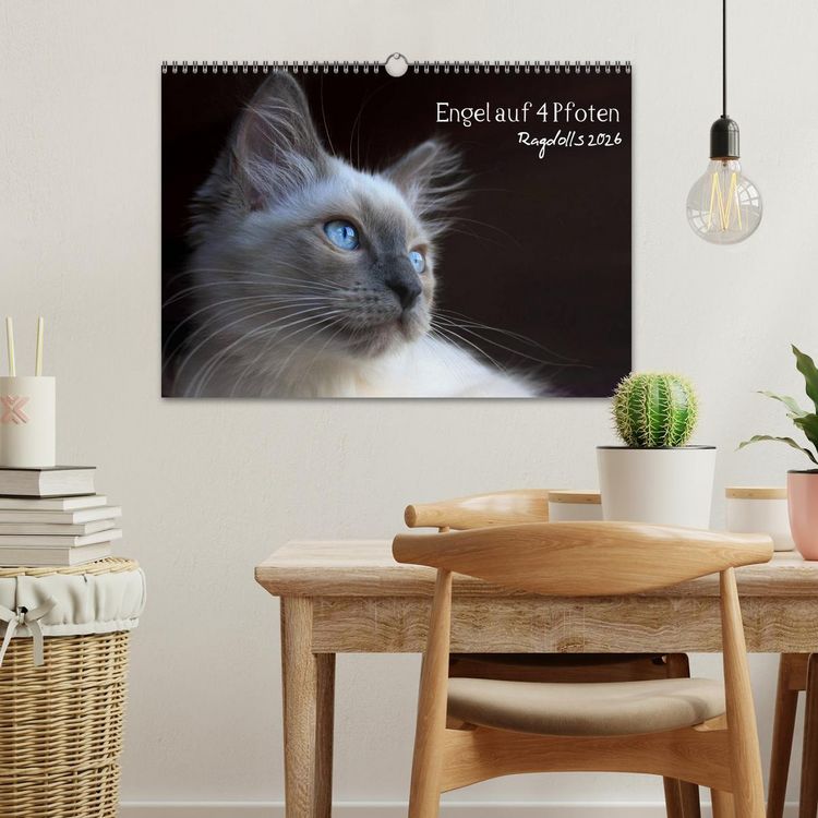 Produktbild: Engel auf 4 Pfoten - Ragdolls 2026 (Wandkalender 2026 DIN A3 quer), CALVENDO Monatskalender