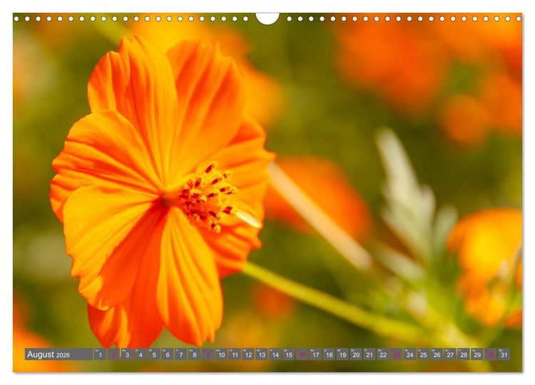 Produktbild: Blumenpracht der Welt (Wandkalender 2026 DIN A3 quer), CALVENDO Monatskalender