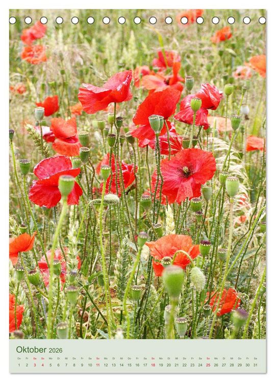 Produktbild: Mohn im Feld (Tischkalender 2026 DIN A5 hoch), CALVENDO Monatskalender