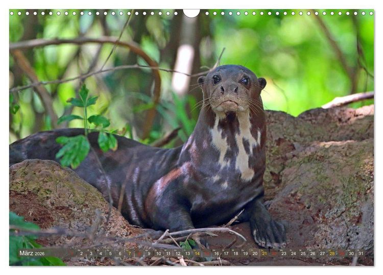 Produktbild: Riesenotter - Flussw&ouml;lfe im Pantanal (Wandkalender 2026 DIN A3 quer), CALVENDO Monatskalender