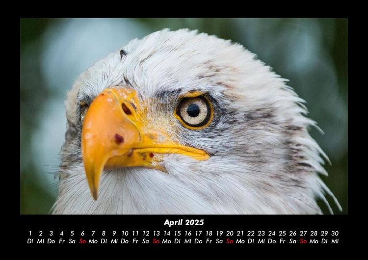 Produktbild: Adler 2025 Fotokalender DIN A3